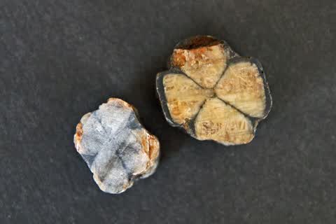 Chiastolite