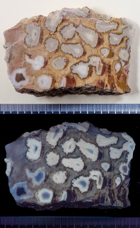 Coral