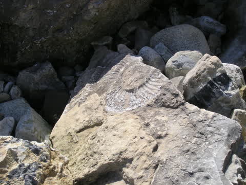 Fossils